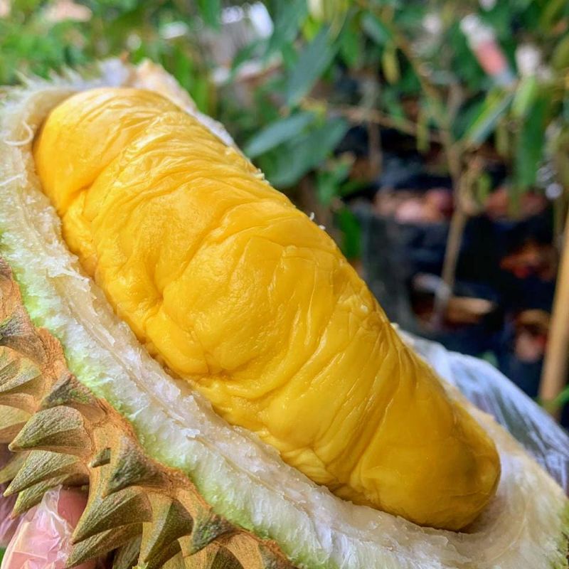 bibit durian D24 superunggul