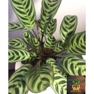 Tanaman hias Calathea  stromata Shopee Indonesia