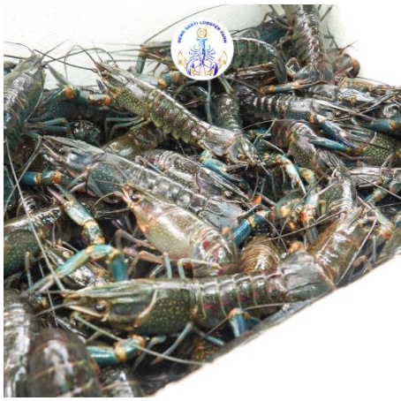 

Paket Bibit Lobster Air Tawar ukuran 3inch 20ekor