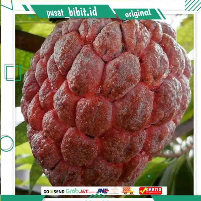Bibit Srikaya Merah Jumbo Okulasi