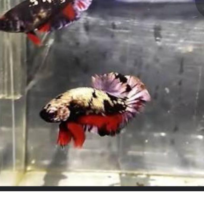 FG3✷ betta AVATAR GOLD  Edisi 2021 /100% ori thailand/ 2+1 FRESHH