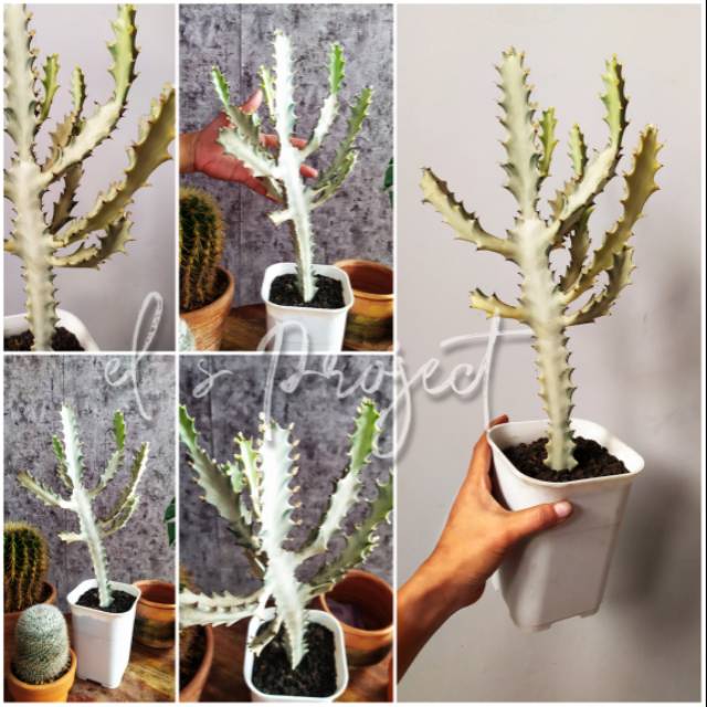 tanaman hias kaktus Euphorbia Lactea variegated varigata succulent putih kaktus putih besar