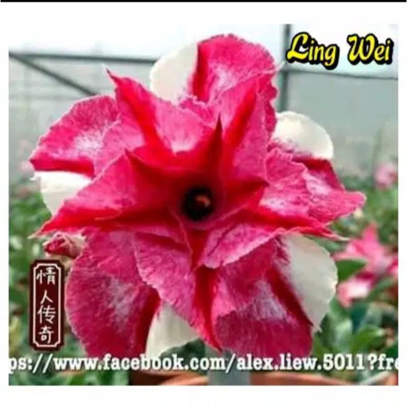 TANAMAN HIAS ADENIUM KAMBOJA JEPANG BUNGA TUMPUK//WHITE PINK