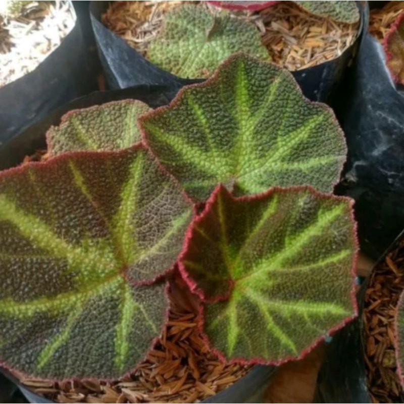 Tanaman Hias Begonia Karpet - Bunga begonia karpet stip hijau