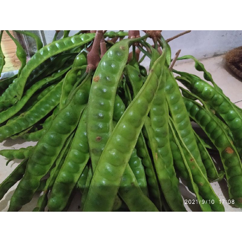 

pete super penambah nafsu makan