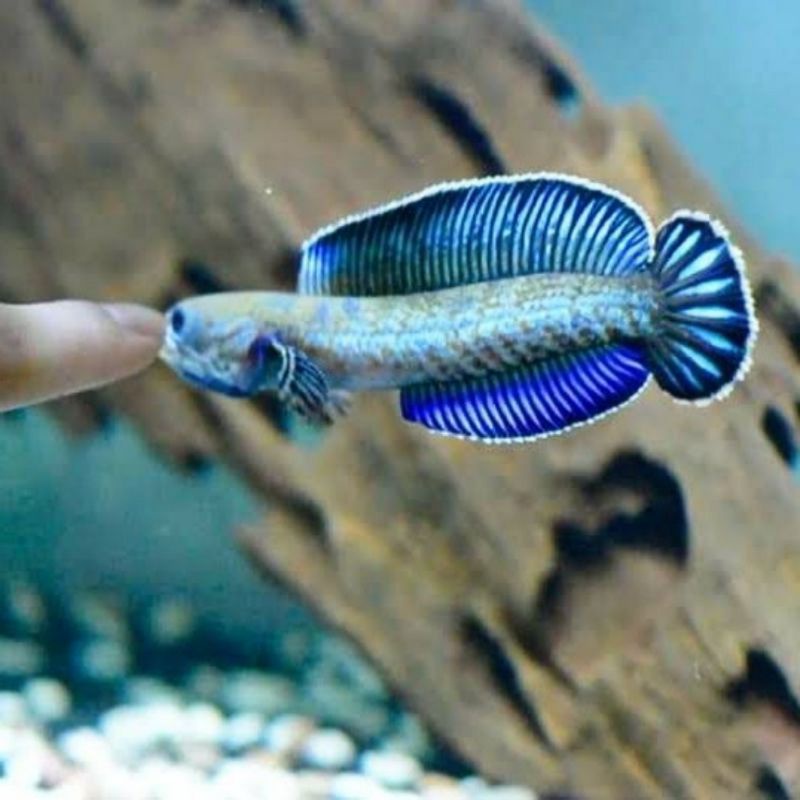 Channa Andrao 5-6cm High Quality Garansi