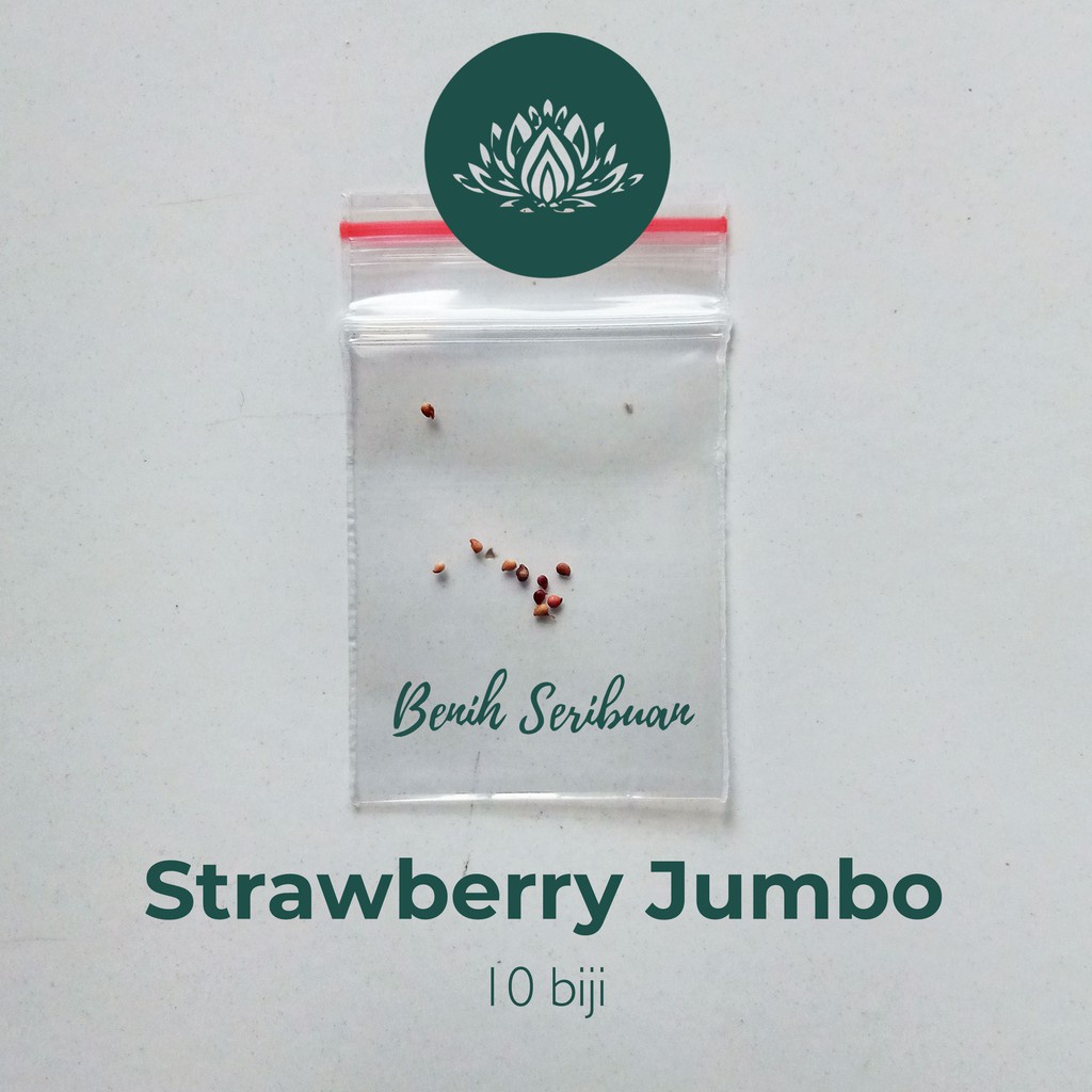 Bibit Strawberry Jumbo - 10 Benih Buah Stroberi Giant Super Besar Strowbery California Premium