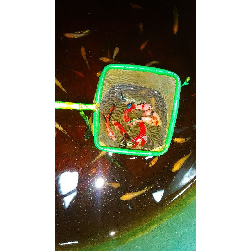 

red.koi.multi.galaksi