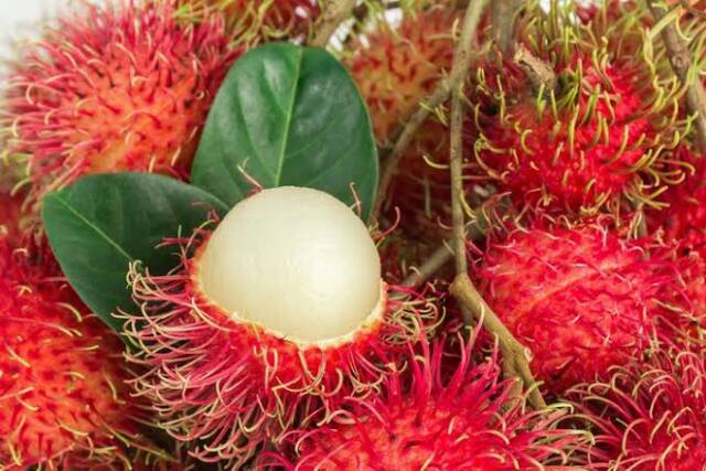 Bibit Rambutan Binjai/Tanaman Rambutan Binjai