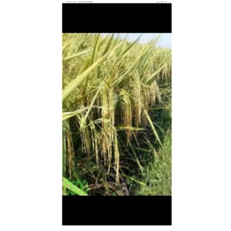 Benih Bibit Padi IR 64 Berkualitas