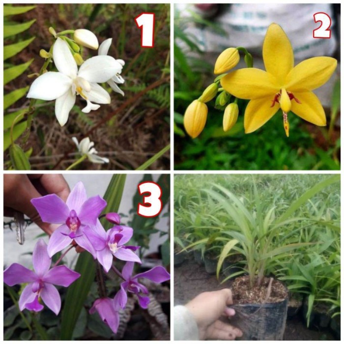ANGGREK Spathoglottis PAKET 3 // ANGGREK TANAH | BIBIT ANGGREK TANAH