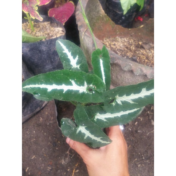 Syngonium Wendlandii