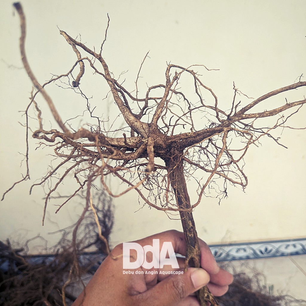 Kayu Senggani / Akar Kayu Senggani