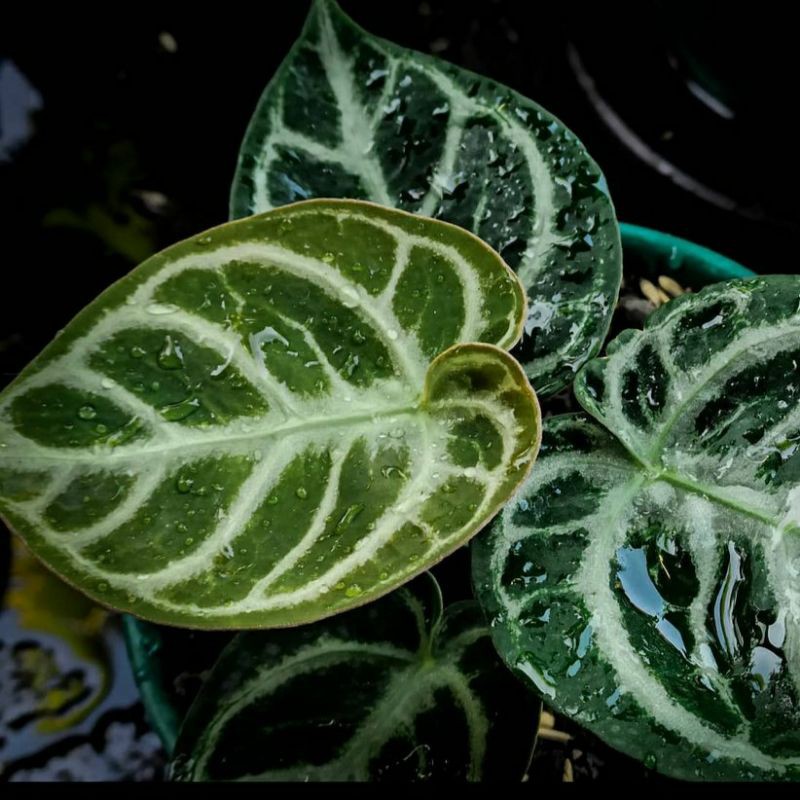 Anthurium Dorayaki Silver| Dorayaki Mangkok | Kuping Gajah Silver | Dorayaki | Domino