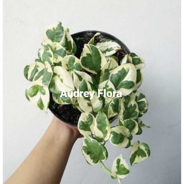 Tanaman Hias Sri Gading Varigata - Sri Gading Enjoy