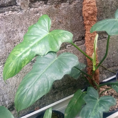 Philodendron Dragon Golden Varigata
