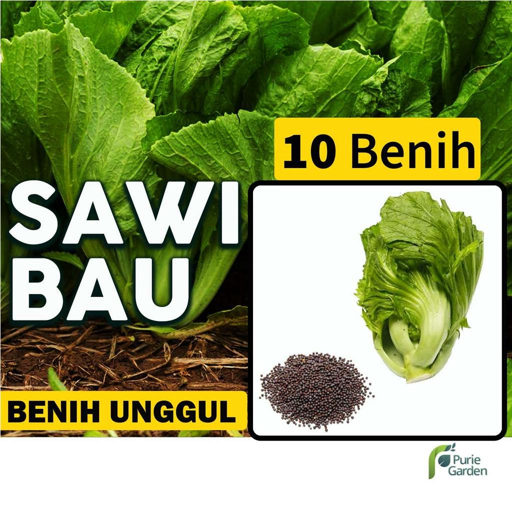 Benih Bibit Sawi Bau 10 Benih Seribuan PG SBY