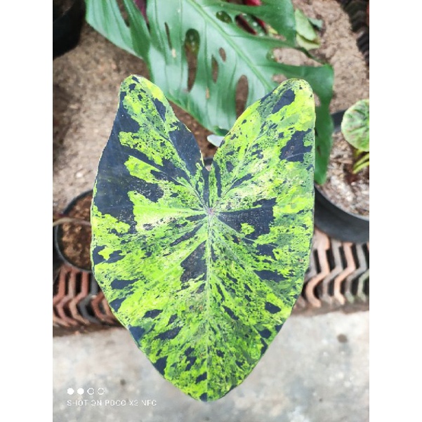 Colocasia Mojito