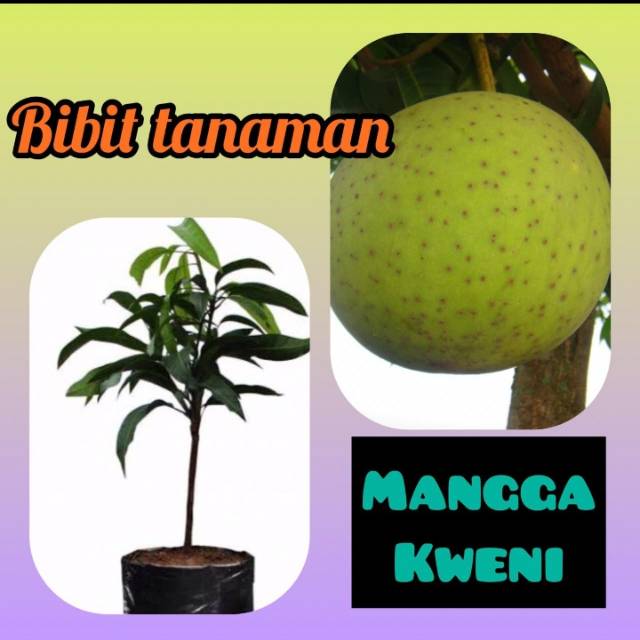 Bibit Mangga Kueni / Mangga  Kweni