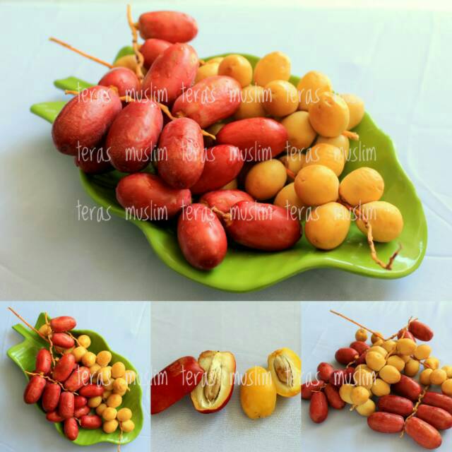 

DISKON Cuci Kebun SALE Ruhtob Kurma Muda Fresh Segar Harga Grosir Support Promil Busui Bumil