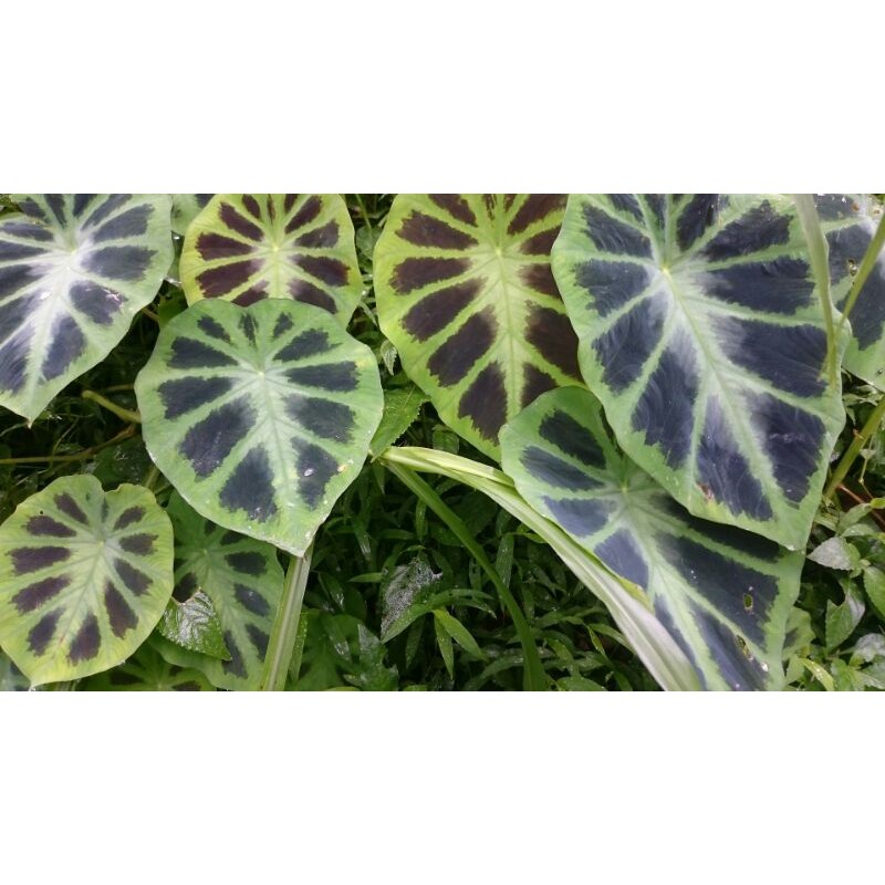 Keladi Lumbu Caladium Tiger Harimau