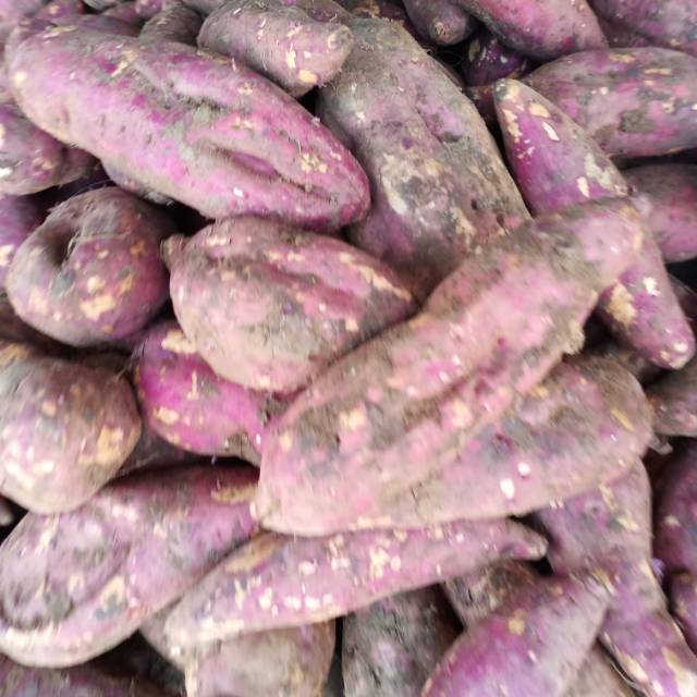 

Ubi Jalar 500 Gram