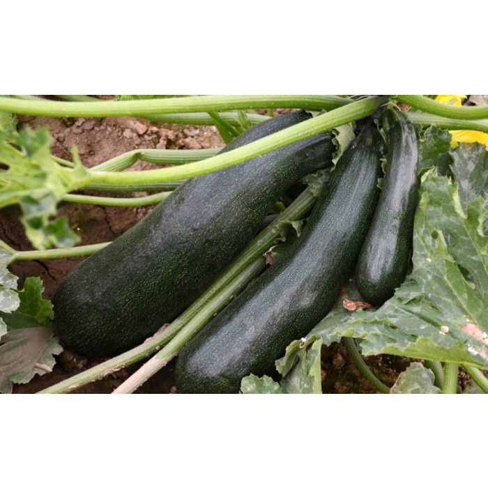 Bibit-Biji Zucchini Black Beauty (Haira Seed)