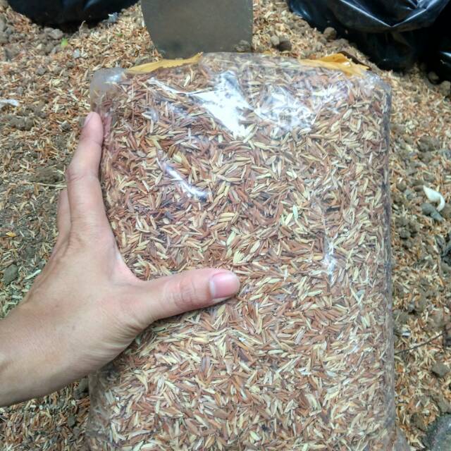 

Sekam/media tanam 500gram