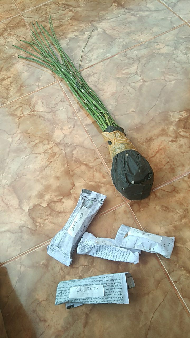 Paket Umbi Rain Lily Dan Sedap Malam