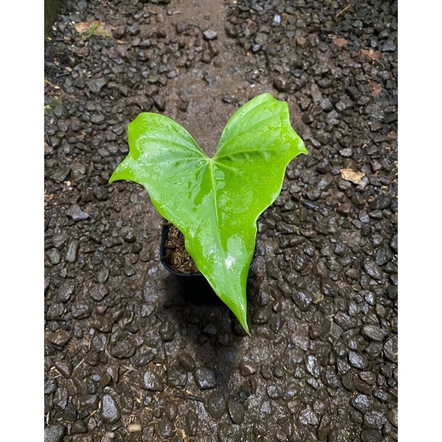 anthurium pterodactyl nempel bonggol