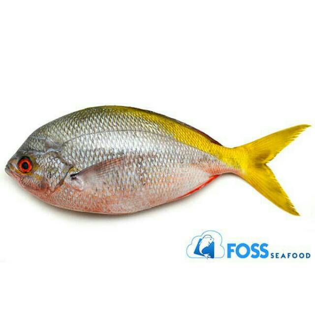 

Ikan Ekor Kuning frozen / beku Foss Seafood