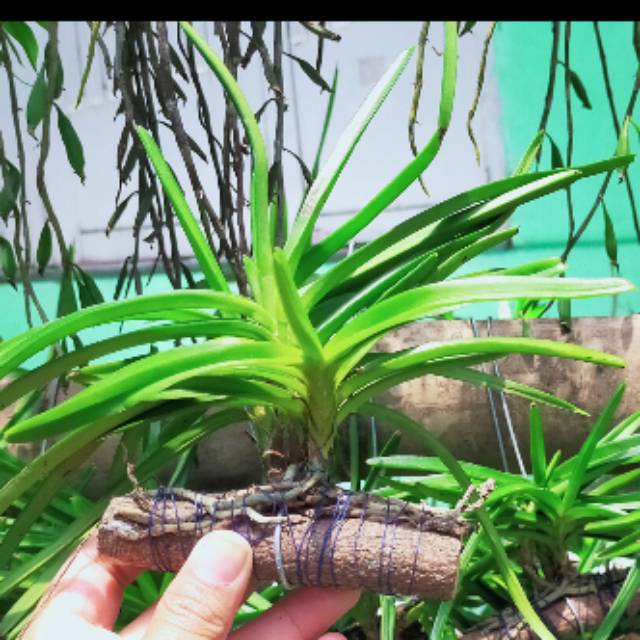 Vanda ascocentrum mini