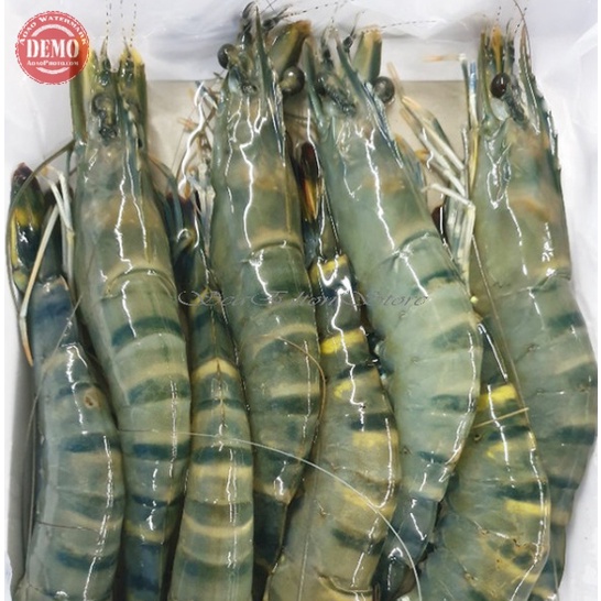 

Udang Windu Segar / Size 50-60 /1Kg