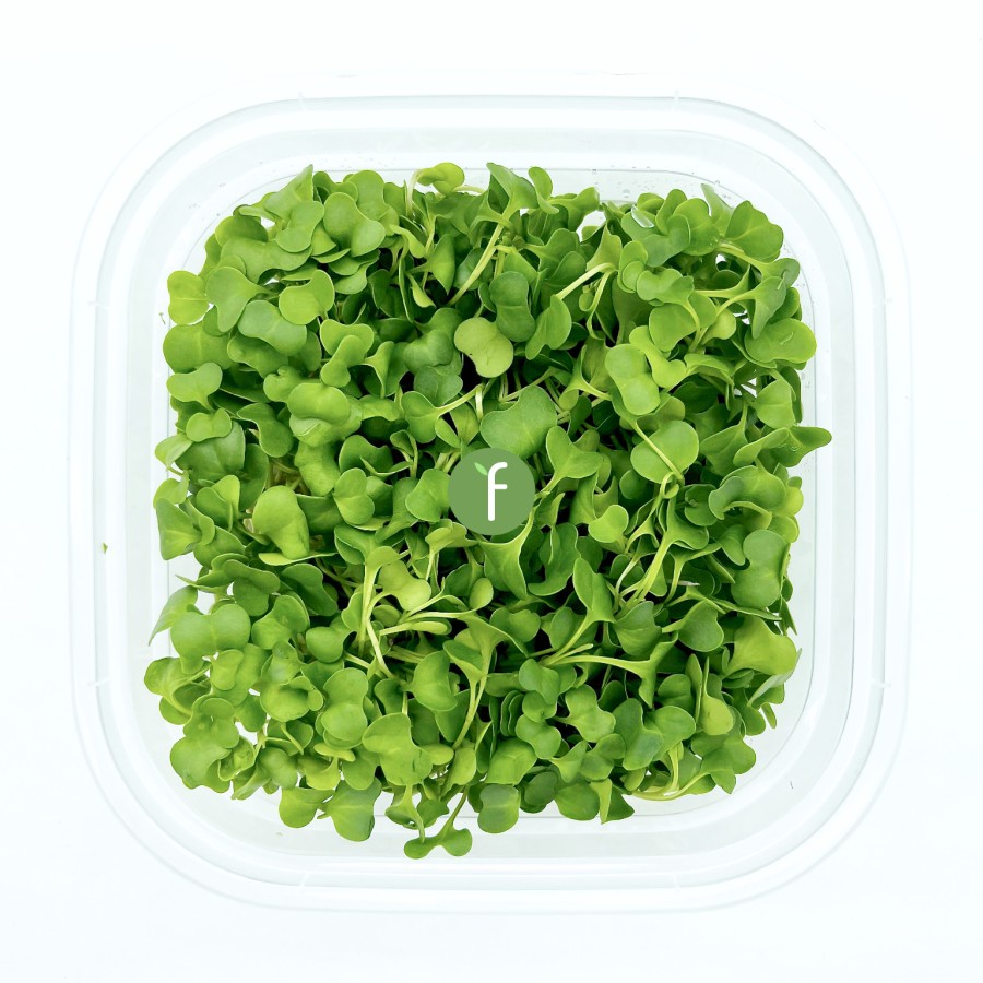 

Sayur Kailan Mikro | Chinese Broccoli Fresh Microgreens