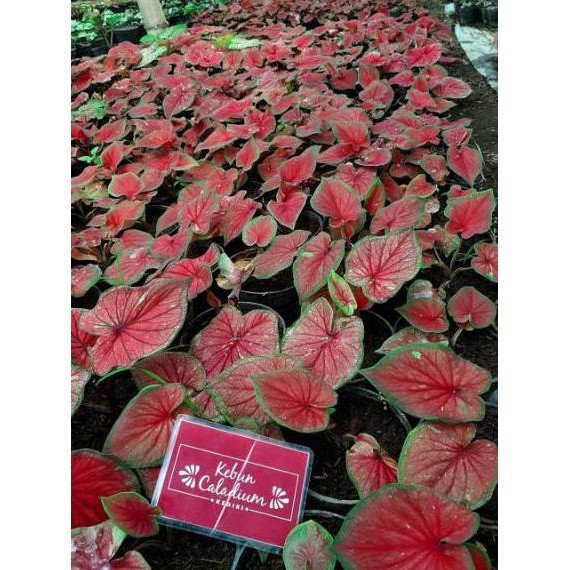 Langsung Beli Bibit Caladium Red Jaguar Shopee Indonesia