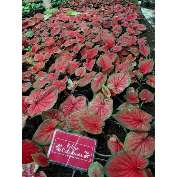 Langsung Beli Bibit Caladium Red Jaguar Shopee Indonesia