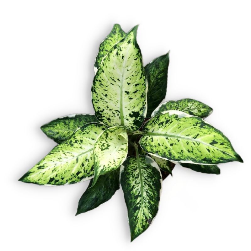 Aglonema - Diven Lukisan Cinta