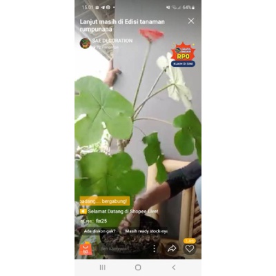 tanaman hias pohon jarak botol