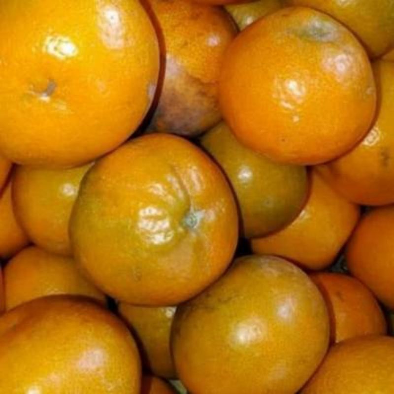 

Jeruk Medan Super 500gram | naga_exspress