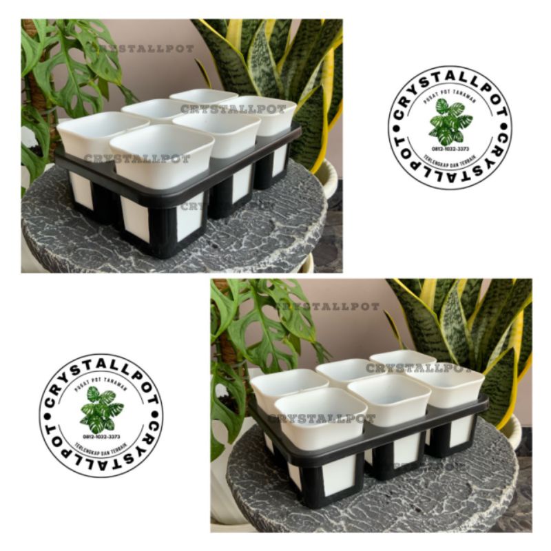 1 set Tray + POT BUNGA NKT KOTAK 7 CM PUTIH | tray semai bibit