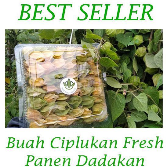 ♥️BISA COD♥️ Buah ciplukan/cecendet/Golden berry segar langsung dari kebun 500 Gr STOK