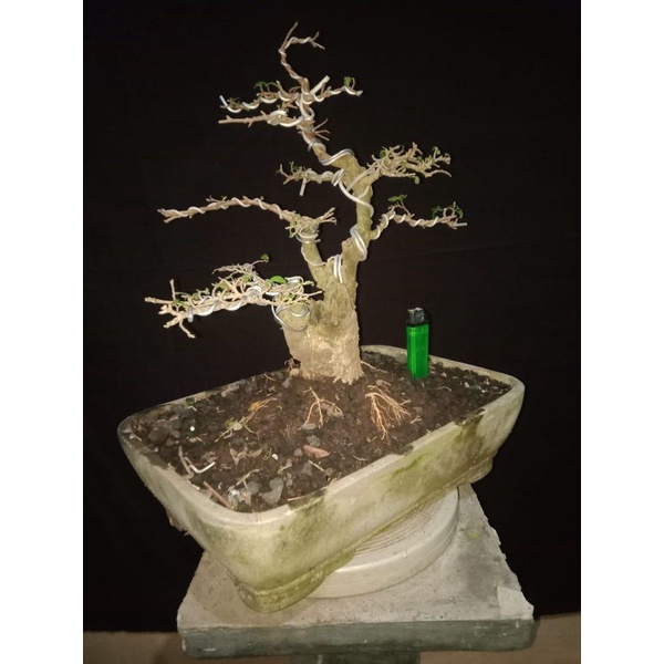 bonsai pohon serut