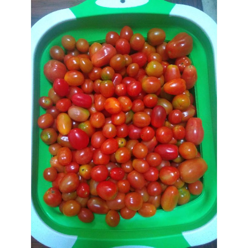 

Buah Tomat Cherry merah 500gr/sayuran segar