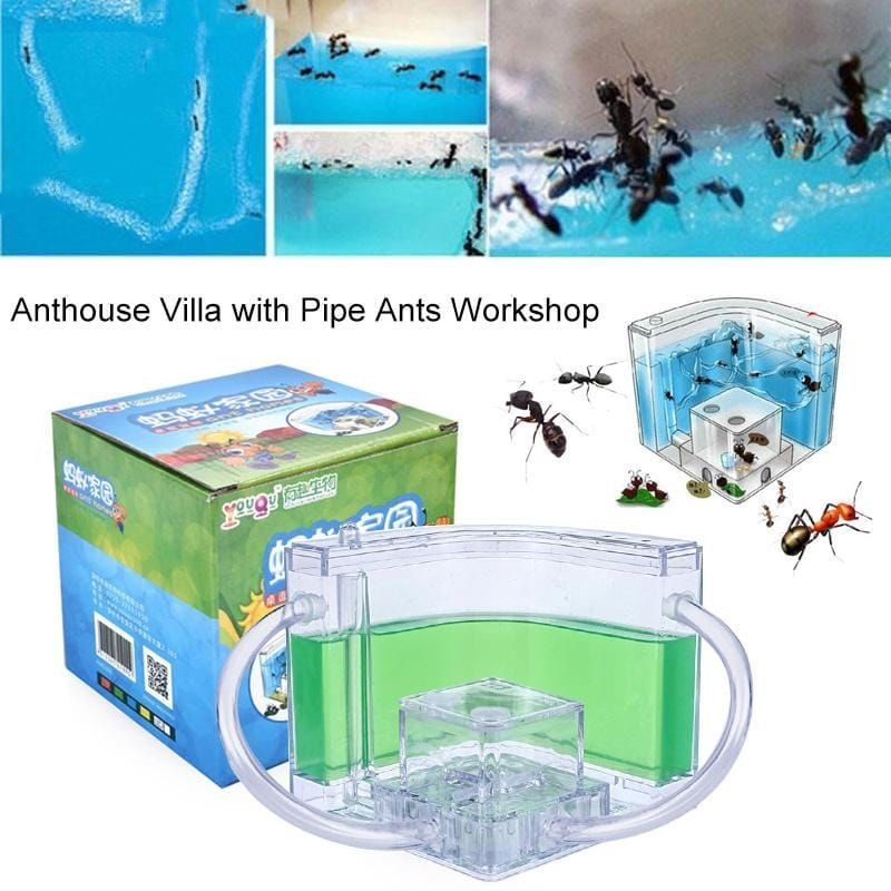 Mainan Rumah Semut Warna-Warni Untuk Rumah Semut Peliharaan Makanan Semut Peliharaan