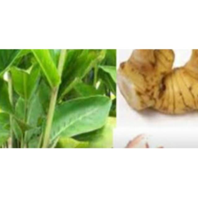 Pohon lengkuas/tanaman herbal lengkuas/tanaman apotek hidup
