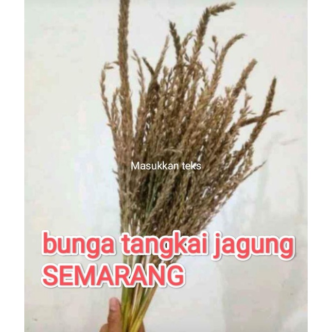 grosir BUNGA JAGUNG KERING RUSTIC original