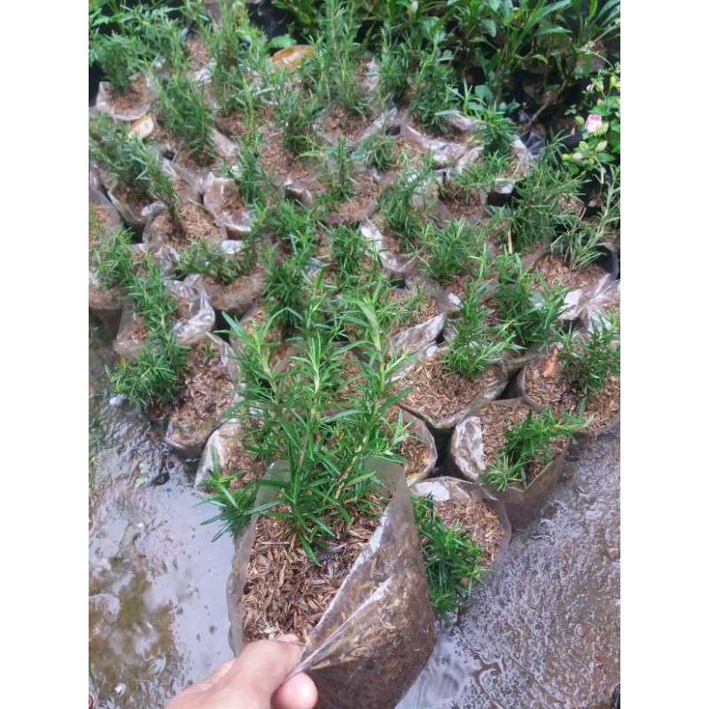 Bibit Rosemary