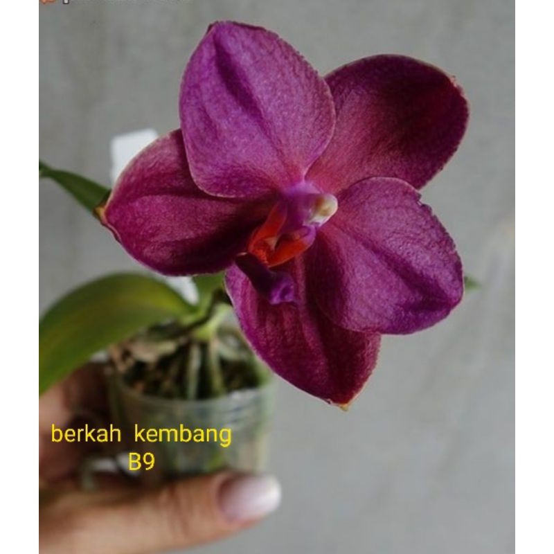 Anggrek Bulan Hybird Seedling Usia 5-6 Bulan dan Dewasa (B9)