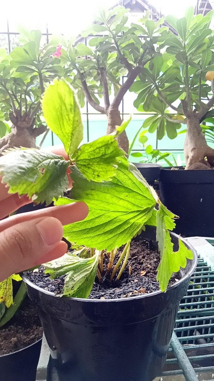 Bibit Strauberi Sudah Tumbuh Dan Berbungga