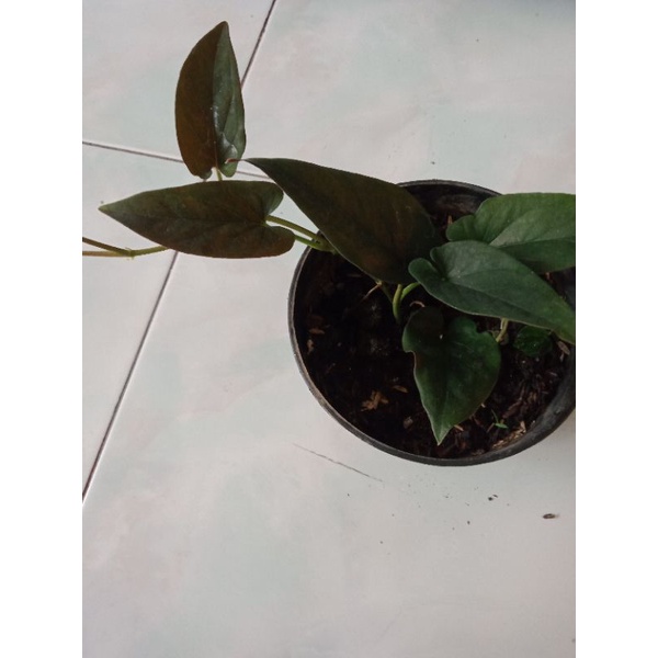 Tanaman Hias Singoniom Hitam/Black Singonium